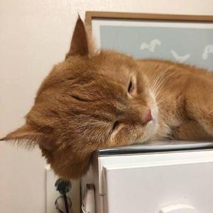 欧美爱爱喷奶视频
